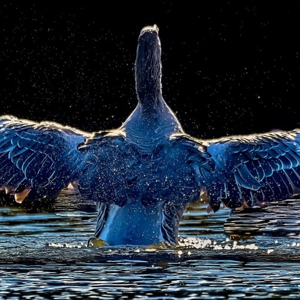 canadian-goose